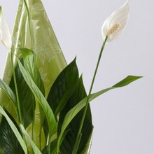 Peace Lily with Chocolates